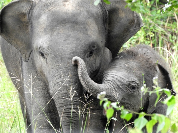 A mother with her baby elephant in Sri Lanka