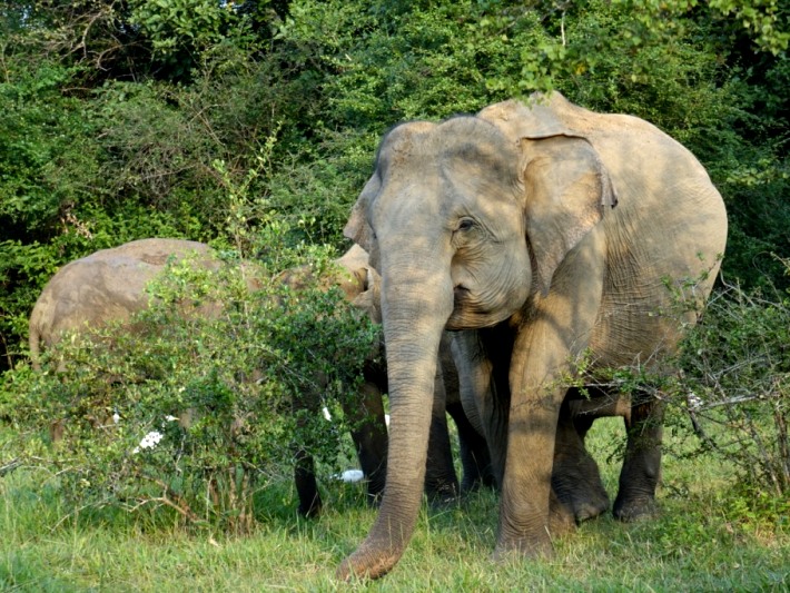 Spotting elephants in the Wasgamuwa National Park