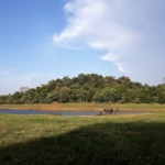 Elephants drink at a bathing hole