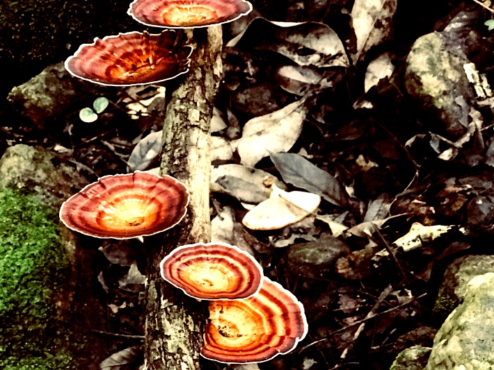 Up close shot of funghi