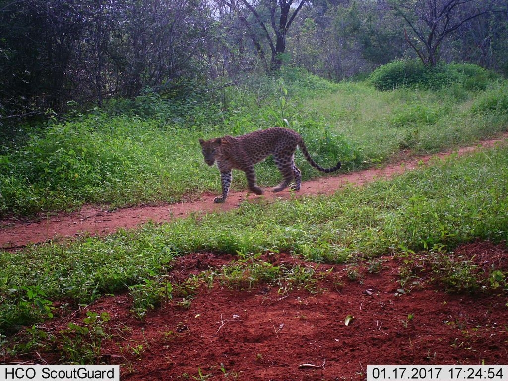 A leopard is spotted on the camera traps on our elephant conservation project in Sri Laanka - we now need to work out how many there are