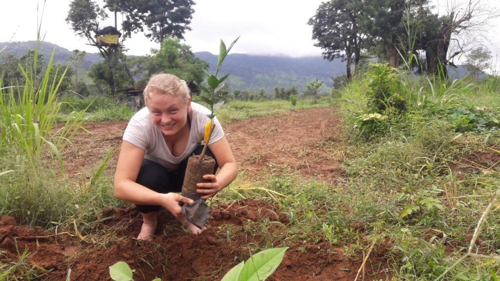 A volunteer on our Sri Lanka volunteer programme helps to plant orange trees. Elephants dislike oranges intensely, so planting oranges for farmers means that their crops will not be raided by these hungry giants