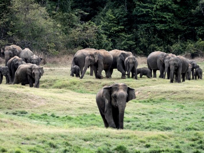 Elephants in the wild