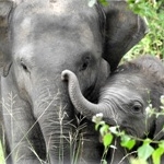A mother and baby elephant graze in Sri Lanka