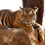 Tiger at wildlife centre in Thailand