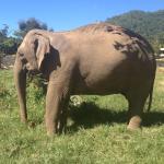 Thai elephant at a sanctuary