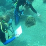 VOlunteers help to measure coral growth in Thailand