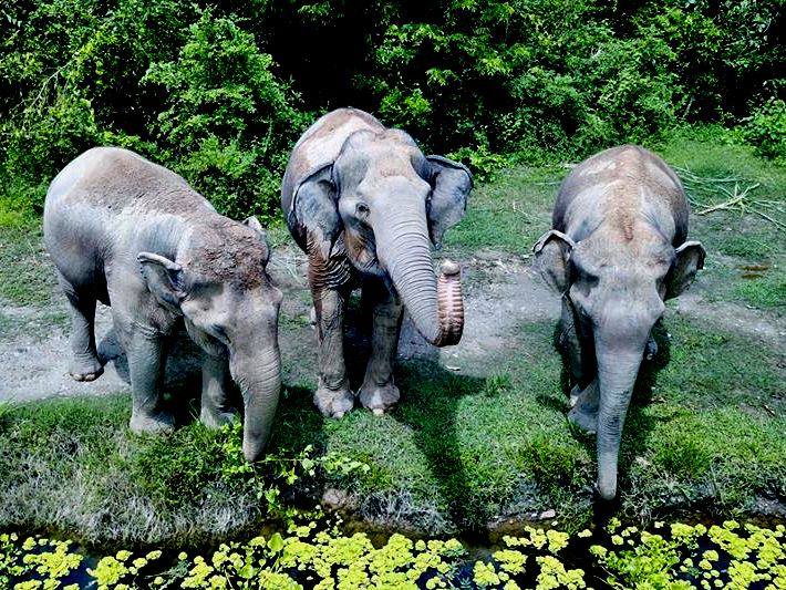 Rescued elephants head towards the lake for a good dip - the first time that they can do this whenever they please