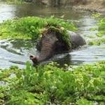 An elephant at the elephant sanctuary enjoys playing in the reeds in the lake