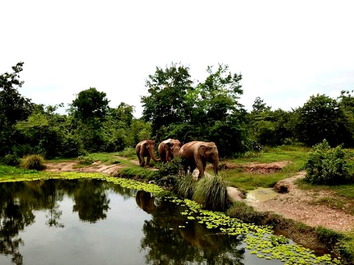 Elephants roam through the elephant sanctuary in Thailand