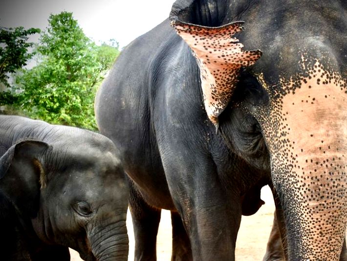 Mama and Baby elephant enjoy their new life in the elephant sanctuary