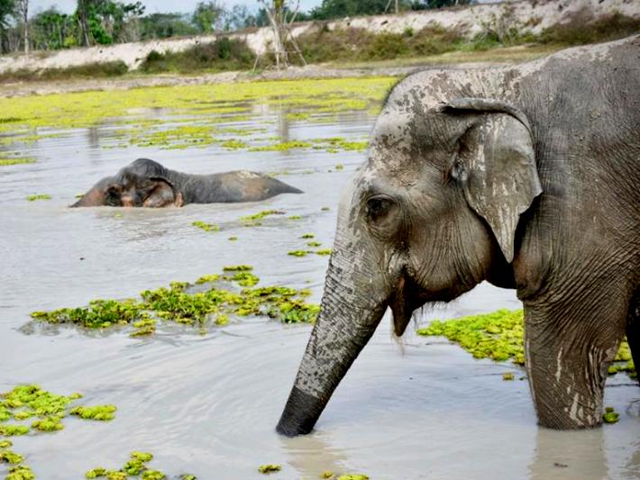 Rescued elephants in Thailand enjoy splashing in the lake