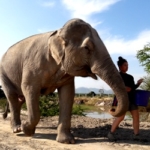 A volunteer at the wildlife sanctuary in Thailand takes a rescued elephant for a walk