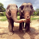 Thailand wildlife sanctuary elephants trunks in the air