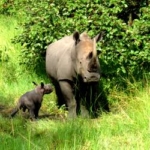 Mother and baby rhino at the sanctuary in Uganda