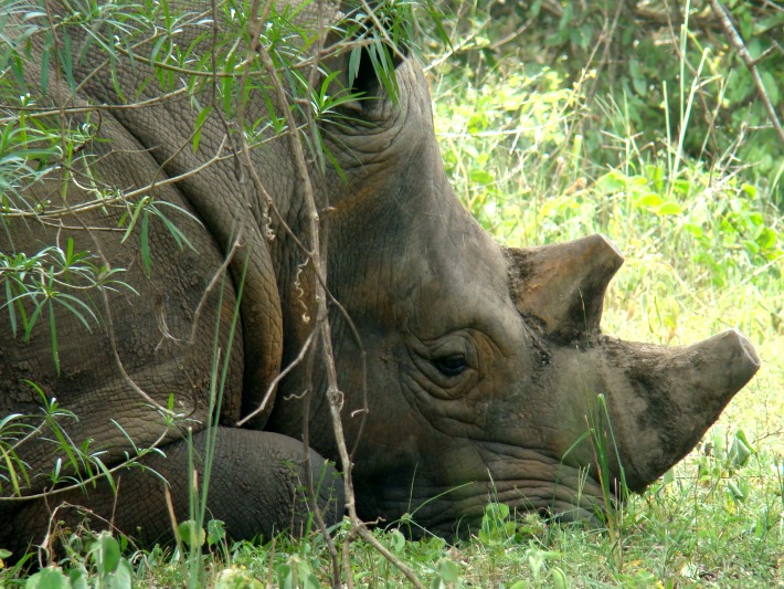 A rhino sleeps at the sanctuary in Uganda