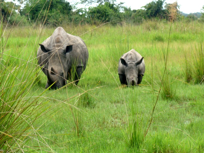 Mother and baby rhino graze together