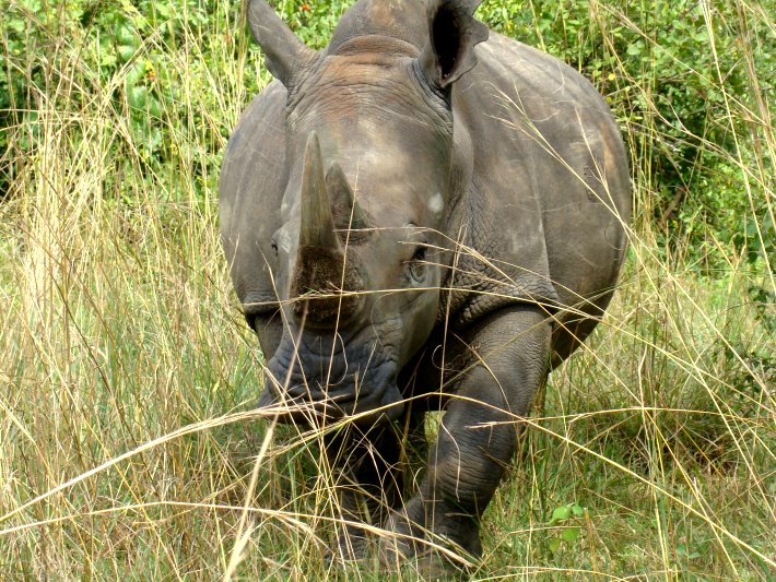 A rhino approaching the camera at the rhino sanctuary in Uganda