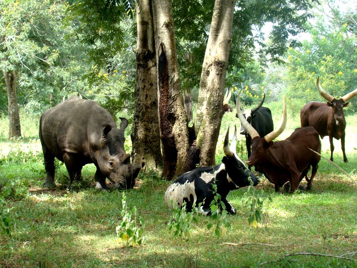 A rhino grazes next to some cattle