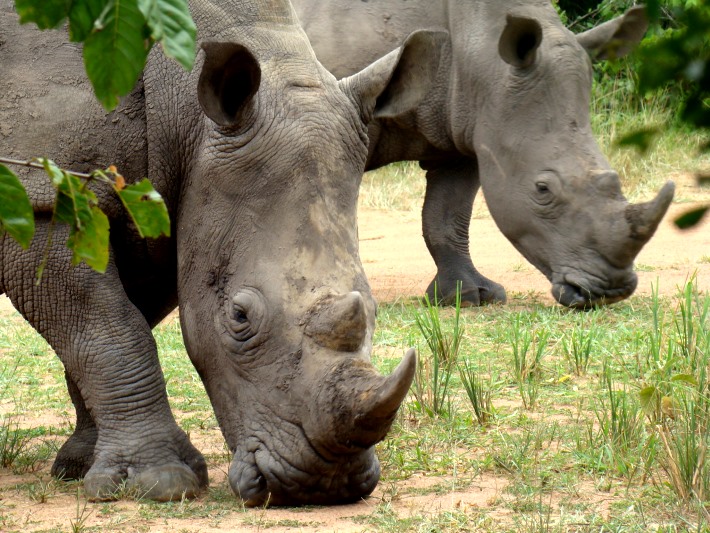 Rhinos grazing at the sanctuary in Uganda