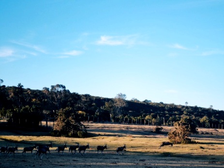 Animals graze on the plains in South Africa