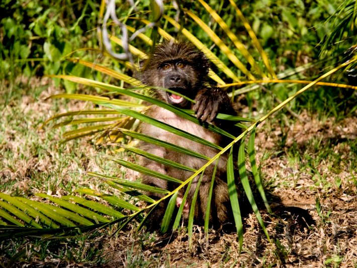 A baboon takes a chomp out of some foliage