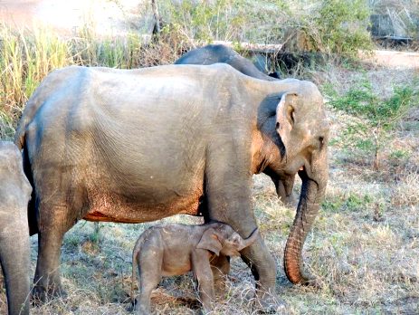 Mother and baby elephant in Sri Lanka - volunteers on the elephant project are monitoring their progress during the dry season 