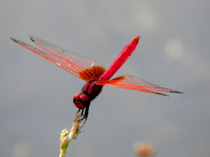 There is some incredible wildlife to be seen in Sri Lanka