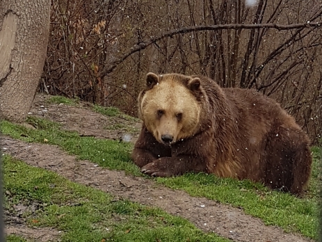 Brown bear reclining in the snowy weather at the Libearty bear sanctuary, Romania. 