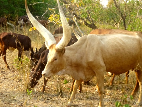 Cattle graze at the rhino sanctuary in Uganda. Their presence here helps to maintain the perfect environment for rhinos.