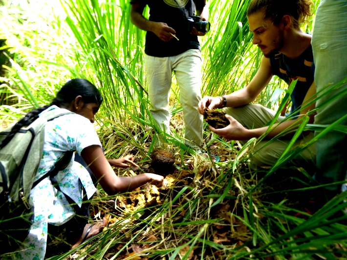 Volunteers analyse dung samples from wild elephants to identify what crops they are eating and which they aren't. Farmers are then recommended to plant the crops that the elephants choose not to eat.