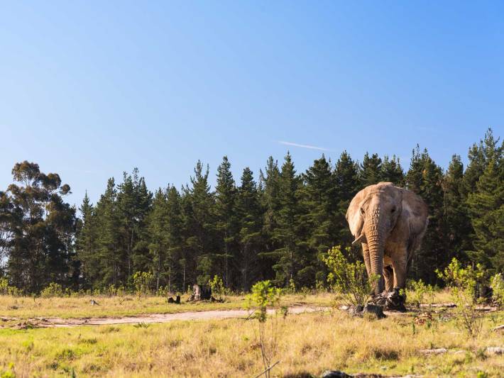 An elephant grazes peacefully in South Africa