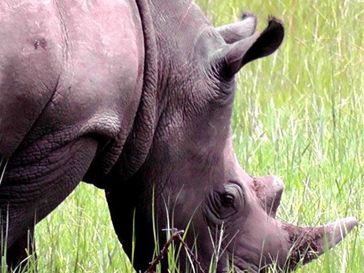 Rhinos are being reintroduced to Uganda for the first time since they were poached to extinction in the 1980s