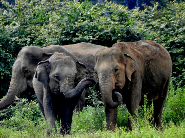 Beautiful wild elephants in Sri Lanka