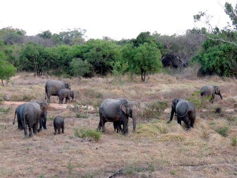 Elephants roam in freedom in the national park in Sri Lanka