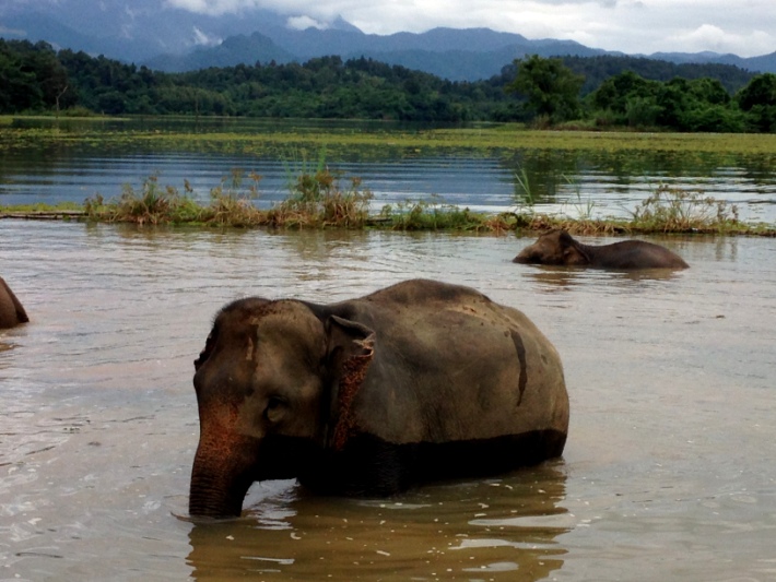 Elephant populations are fast dwindling around the world. There are some top wildlife conservation organisations striving to help elephants survive, such as this one in Laos.