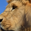 £200 of volunteering with lions in SA £200 of volunteering with lions in SA