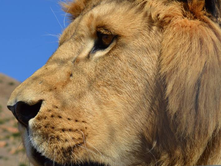 Lions are endangered in Africa. This lion looks out over LIONSROCK, run by the international animal welfare charity for endangered animals FOUR PAWS