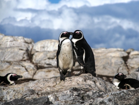 Penguins that have been cared for at the penguin rehabilitation centre before being released back to the wild