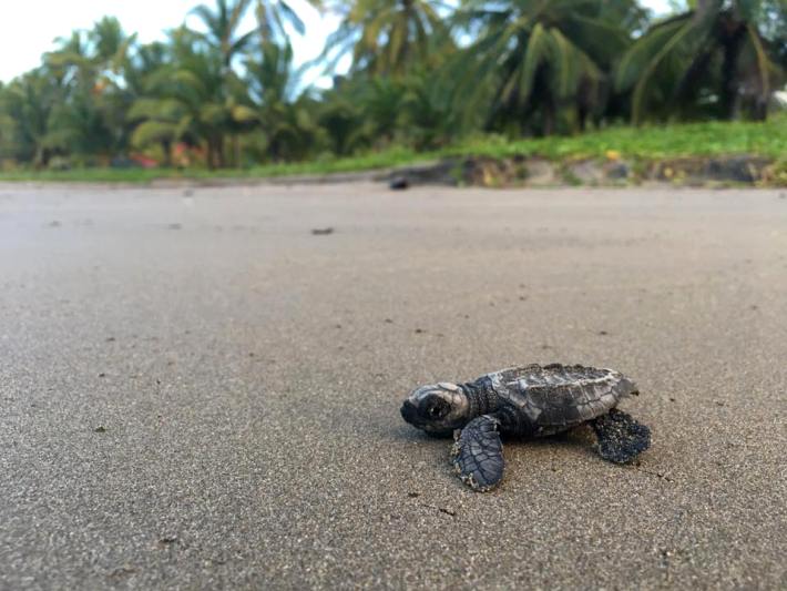 A baby turtle makes its way to the sea in Costa Rica