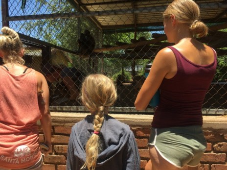 family volunteering-observing-young-monkeys-at-rehabilitation-project-in-south-africa