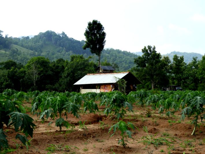 A farmer's field in Sri Lanka