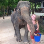 Volunteer feeding an elephant in Thailand