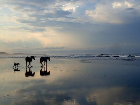 Ride horses whilst you are volunteering in Costa Rica