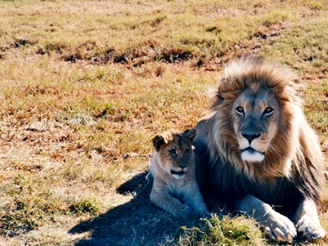 A mother and baby lion in a game reserve in South Africa