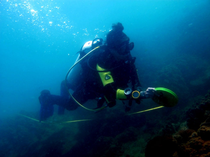 A diver helps to take measurements of the coral