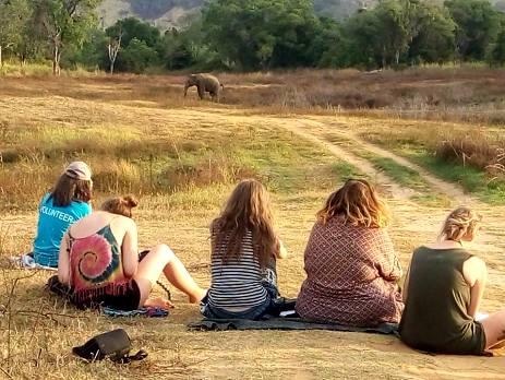 Volunteers closely monitor the wild elephants in Sri Lanka