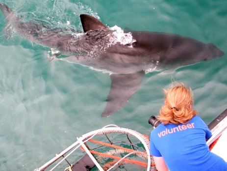 Enjoy seeing sharks up close and personal in South Africa