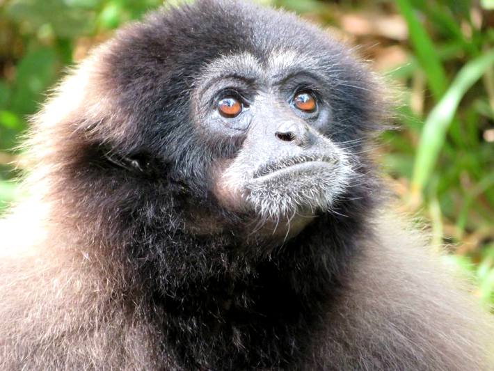 A soulful monkey in Malaysia
