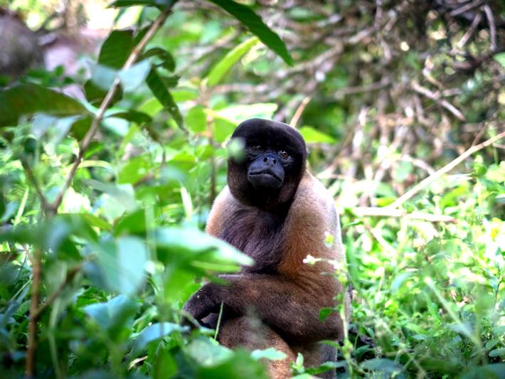 A woolly monkey enjoys his new life in the semi wild in the Ecuador monkey sanctuary